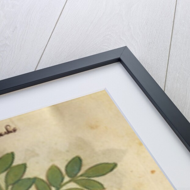 Ms 320 M fol.14r Herba Cancealis by Italian School