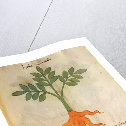 Ms 320 M fol.14r Herba Cancealis by Italian School