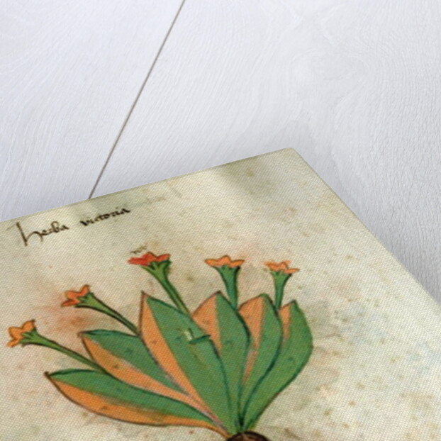 Ms 320 M Fol.34r Herba Victoria by Italian School