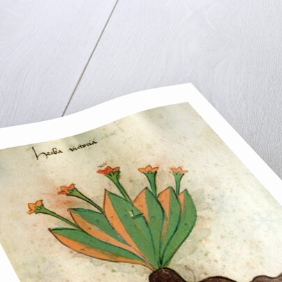 Ms 320 M Fol.34r Herba Victoria by Italian School