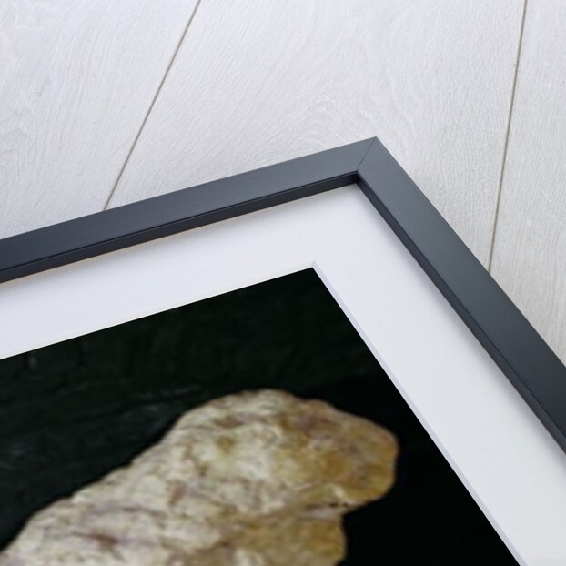 Copy of a sculpture of bisons, from Le Tuc-d'Audoubert, Magdalenian by School French