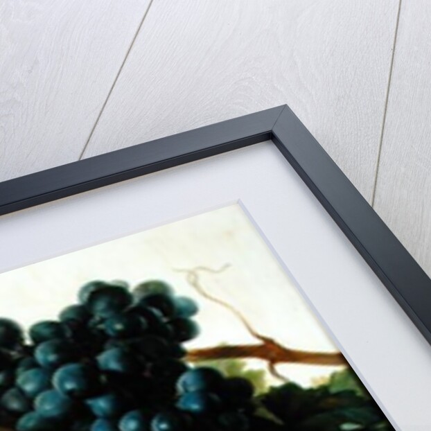 Still Life with Peaches and Grapes on Marble by Jan Frans van Dael