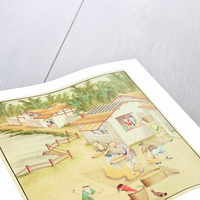 Chinese Peasants Sifting Rice by School Chinese