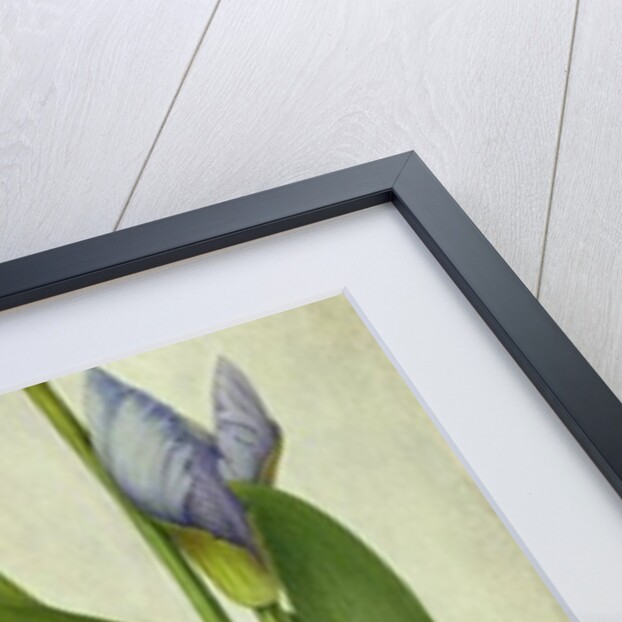An Iris by Albrecht Dürer or Duerer