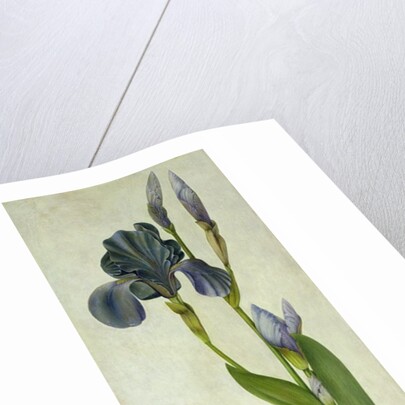 An Iris by Albrecht Dürer or Duerer