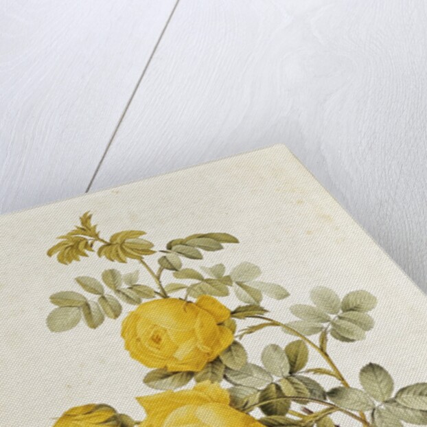 Rosa Sulfurea from 'Les Roses' by Claude Antoine Thory engraved by Eustache Hyacinthe Langlois 1817 by Pierre Joseph Redoute