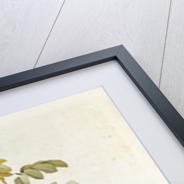 Rosa Sulfurea from 'Les Roses' by Claude Antoine Thory engraved by Eustache Hyacinthe Langlois 1817 by Pierre Joseph Redoute