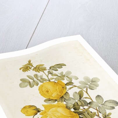 Rosa Sulfurea from 'Les Roses' by Claude Antoine Thory engraved by Eustache Hyacinthe Langlois 1817 by Pierre Joseph Redoute