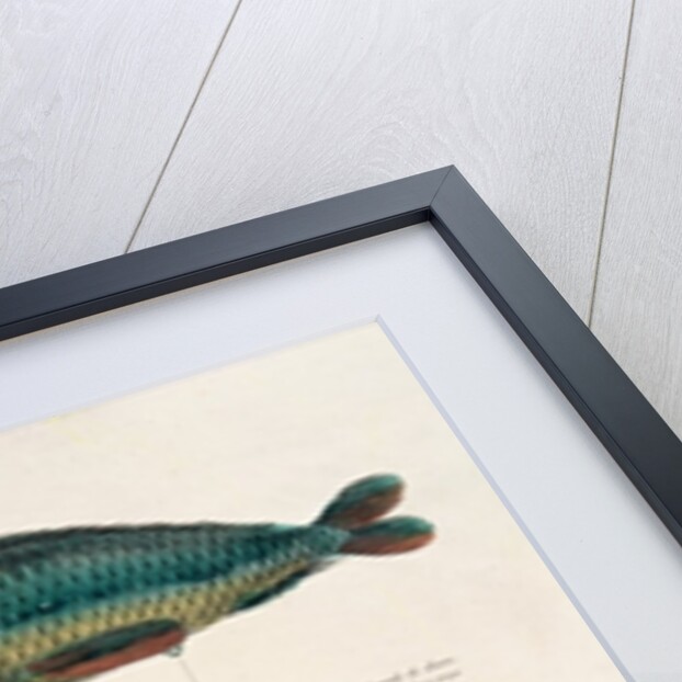 Poster advertising the subscription for a dirigible balloon in the shape of a fish by French School