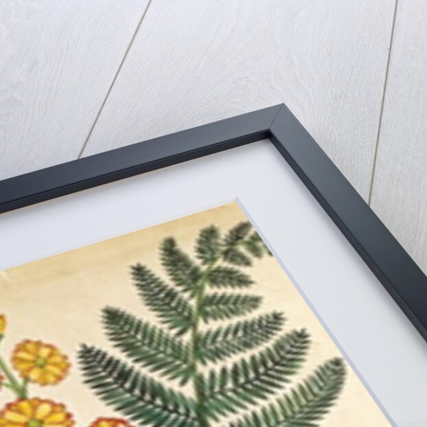 Fern with yellow flowers by French School