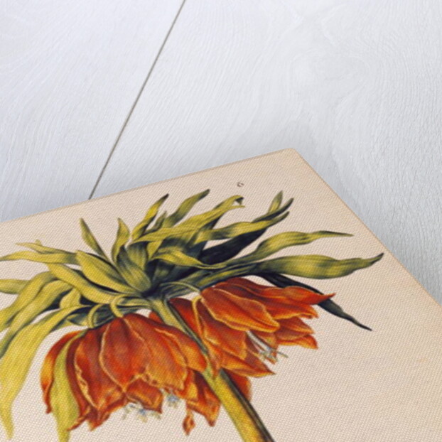 Crown Imperial Lily or Fritillary by Nicolas Robert