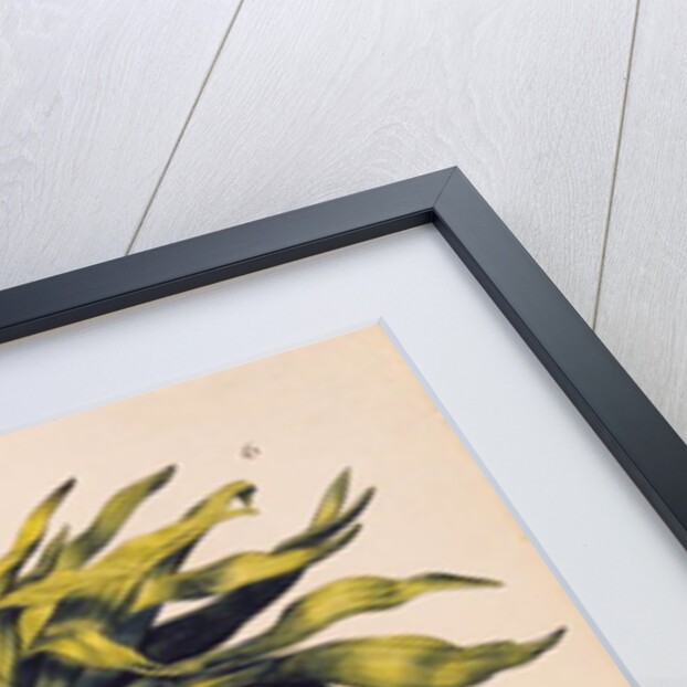 Crown Imperial Lily or Fritillary by Nicolas Robert