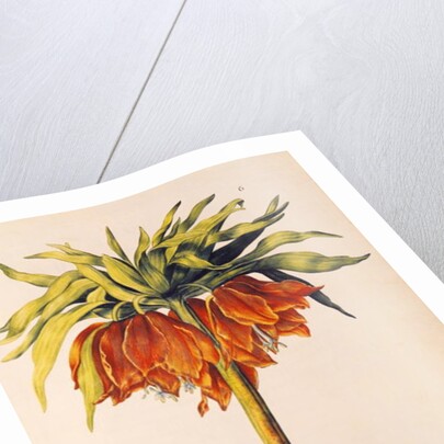 Crown Imperial Lily or Fritillary by Nicolas Robert