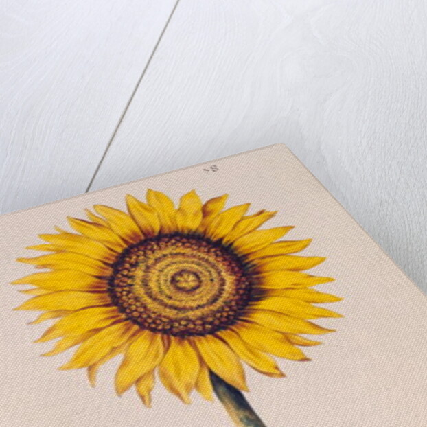 Sunflower or Helianthus by Nicolas Robert