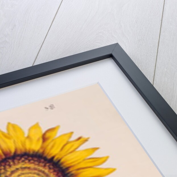 Sunflower or Helianthus by Nicolas Robert