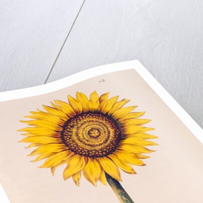 Sunflower or Helianthus by Nicolas Robert