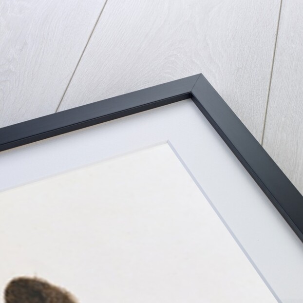 Skunk by French School