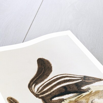 Skunk by French School