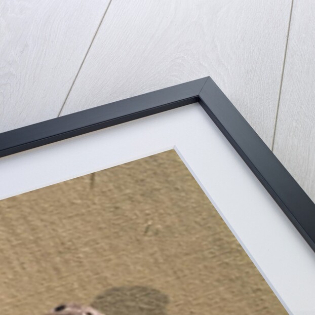 Seated female figure, 3500-2500 BC by Prehistoric Prehistoric