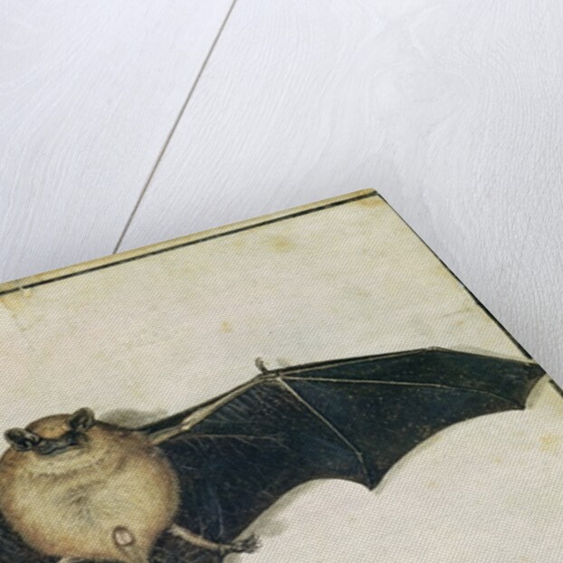 Bat, 1522 by Albrecht Dürer or Duerer
