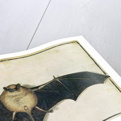 Bat, 1522 by Albrecht Dürer or Duerer