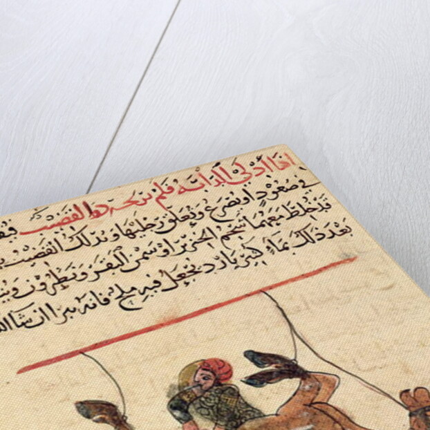 Operation on a horse by Islamic School