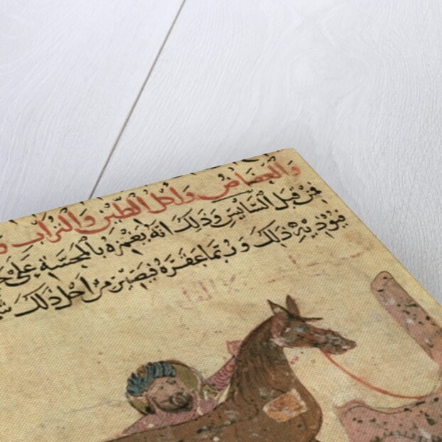 Caring for the horse by Islamic School