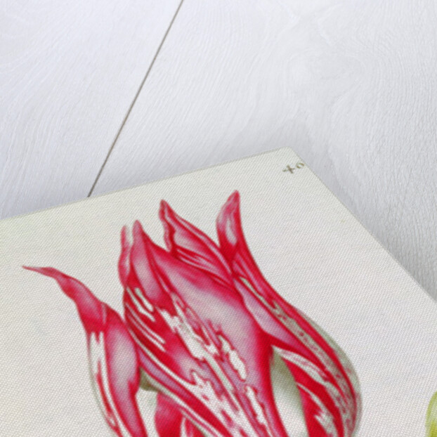 Tulip by Nicolas Robert