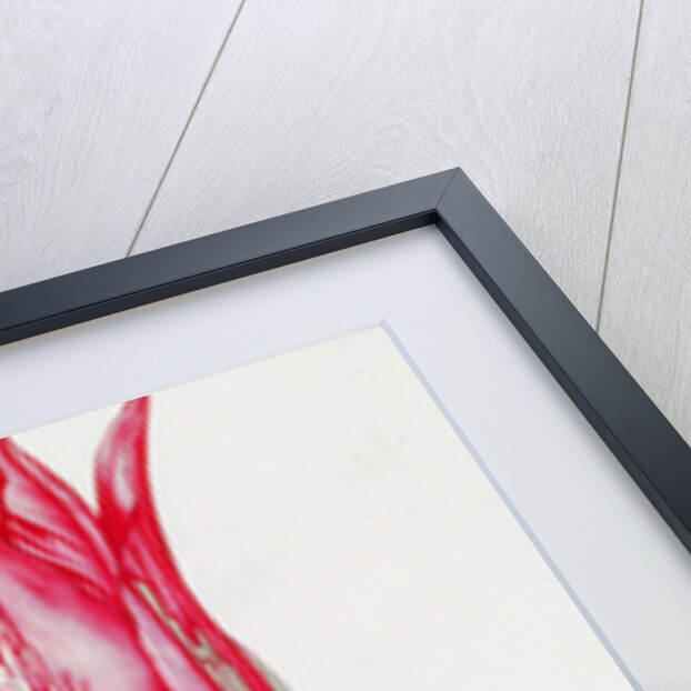 Tulip by Nicolas Robert