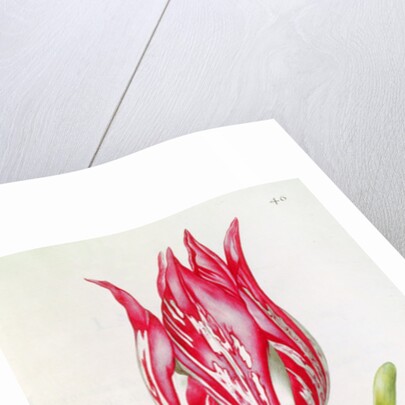 Tulip by Nicolas Robert