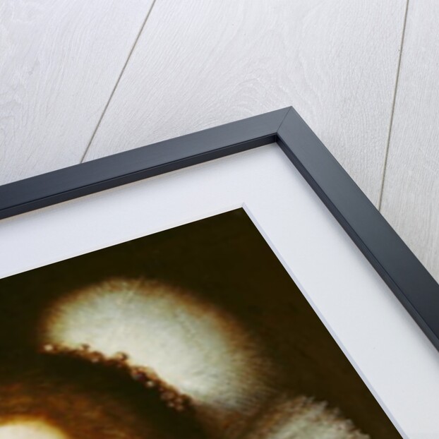 Amalia van Solms by Michiel Jansz. van Miereveld