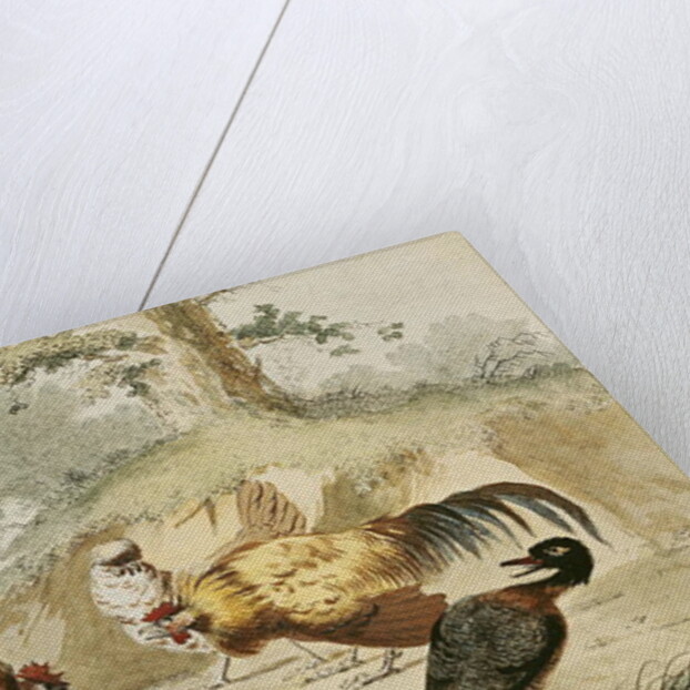 Cocks Fighting by Melchior de Hondecoeter