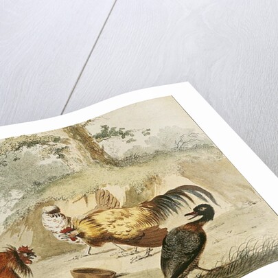 Cocks Fighting by Melchior de Hondecoeter