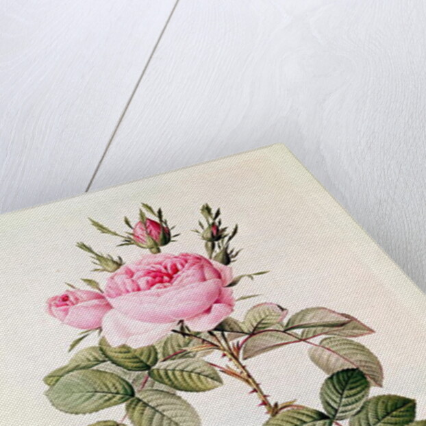 Rosa Bifera Officinalis by Pierre Joseph Redoute
