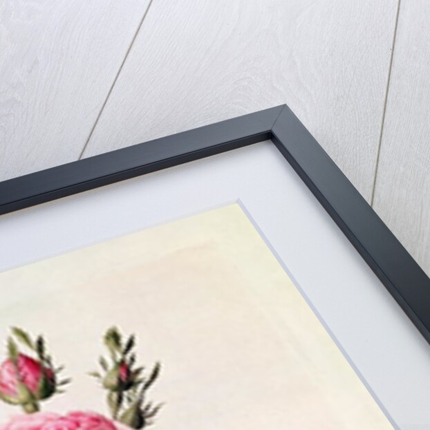 Rosa Bifera Officinalis by Pierre Joseph Redoute