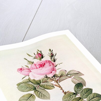 Rosa Bifera Officinalis by Pierre Joseph Redoute