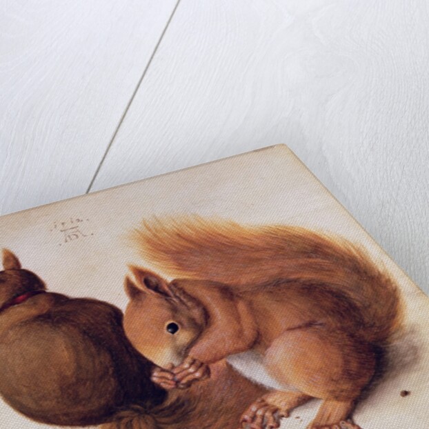 Squirrels, 1512 by Albrecht Dürer or Duerer