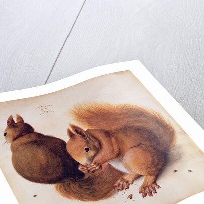 Squirrels, 1512 by Albrecht Dürer or Duerer