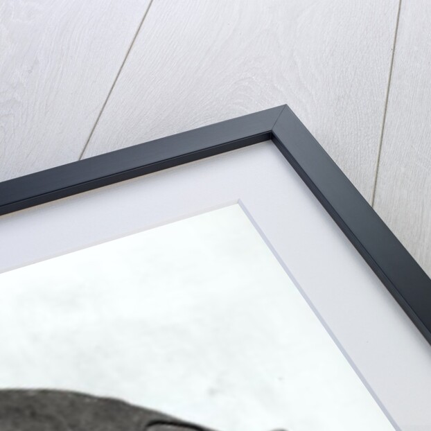 Rhinoceros, 1878 by Adolphe Giraudon