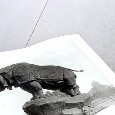 Rhinoceros by Adolphe Giraudon