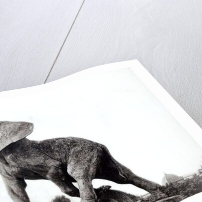 Young Elephant Caught in a Trap by Emmanuel Fremiet in front of the Trocadero Palace, constructed for the Universal Exposition, Paris, 1888 by Adolphe Giraudon