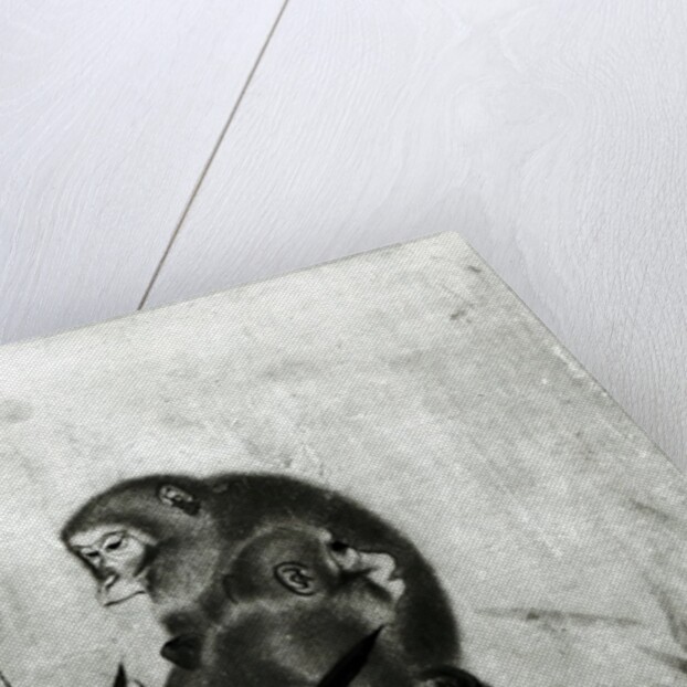 Monkeys by Sosen Mori