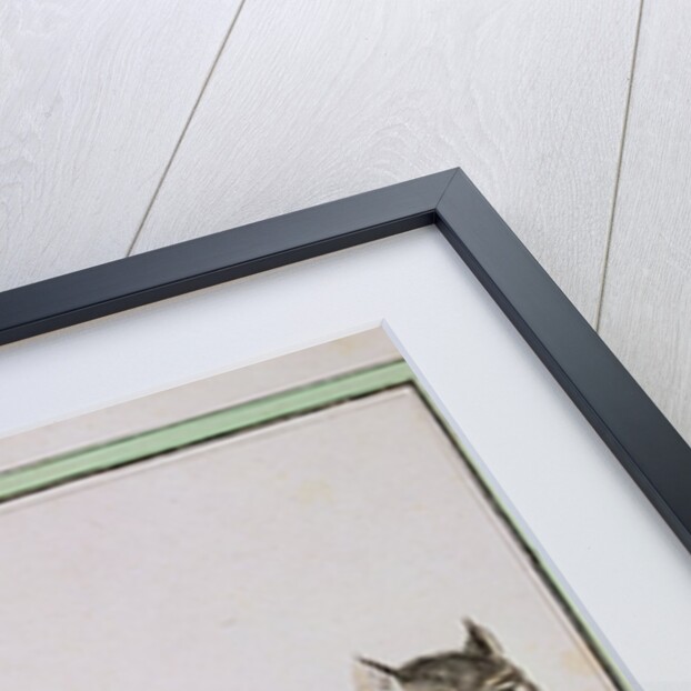 Canadian Lynx by French School