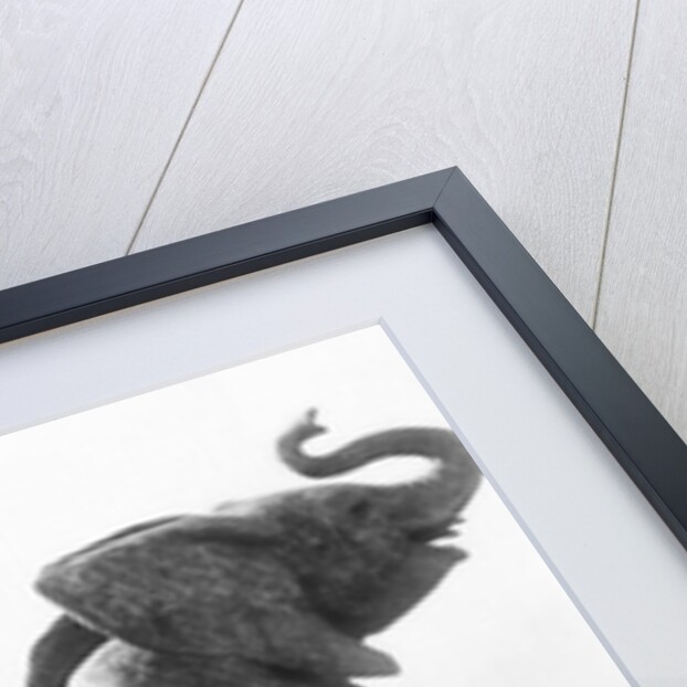 Young Elephant caught in a trap, in front of the first Trocadero Palace constructed for the Universal Exhibition in 1878, 1878 by Emmanuel Fremiet