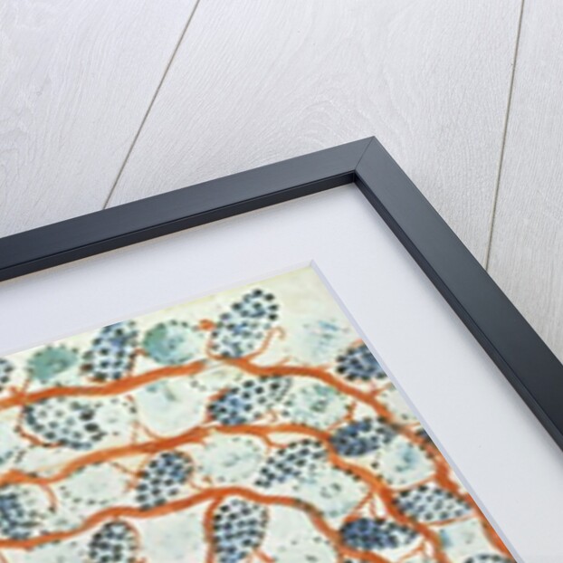 Picking grapes by Egyptian 18th Dynasty