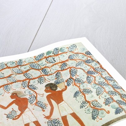 Picking grapes by Egyptian 18th Dynasty
