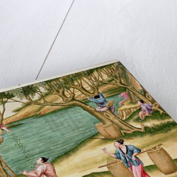 Collecting mulberries by School Chinese