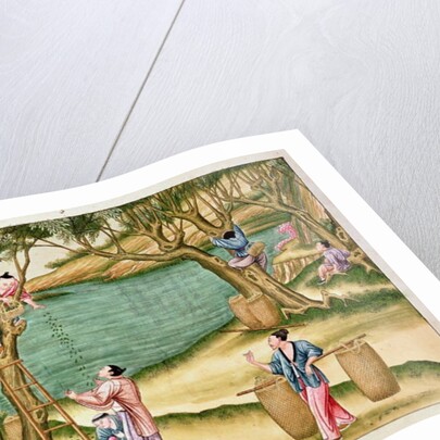 Collecting mulberries by School Chinese