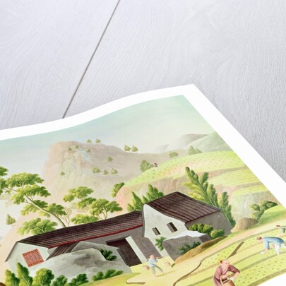 Peasants in the Paddy Fields by School Chinese