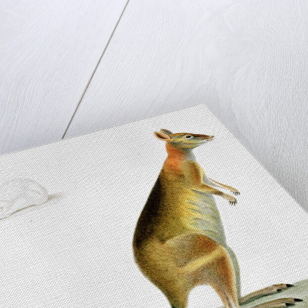 Kangaroo by Pancrace Bessa